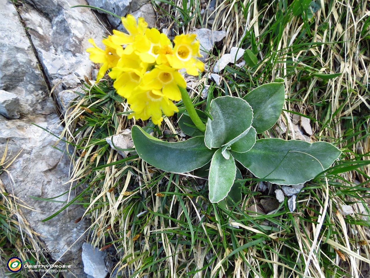 12 Primula orecchio d'orso.JPG